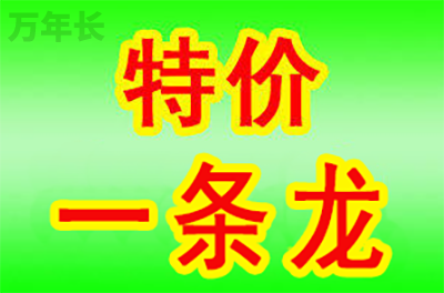 殡仪服务公司.jpg